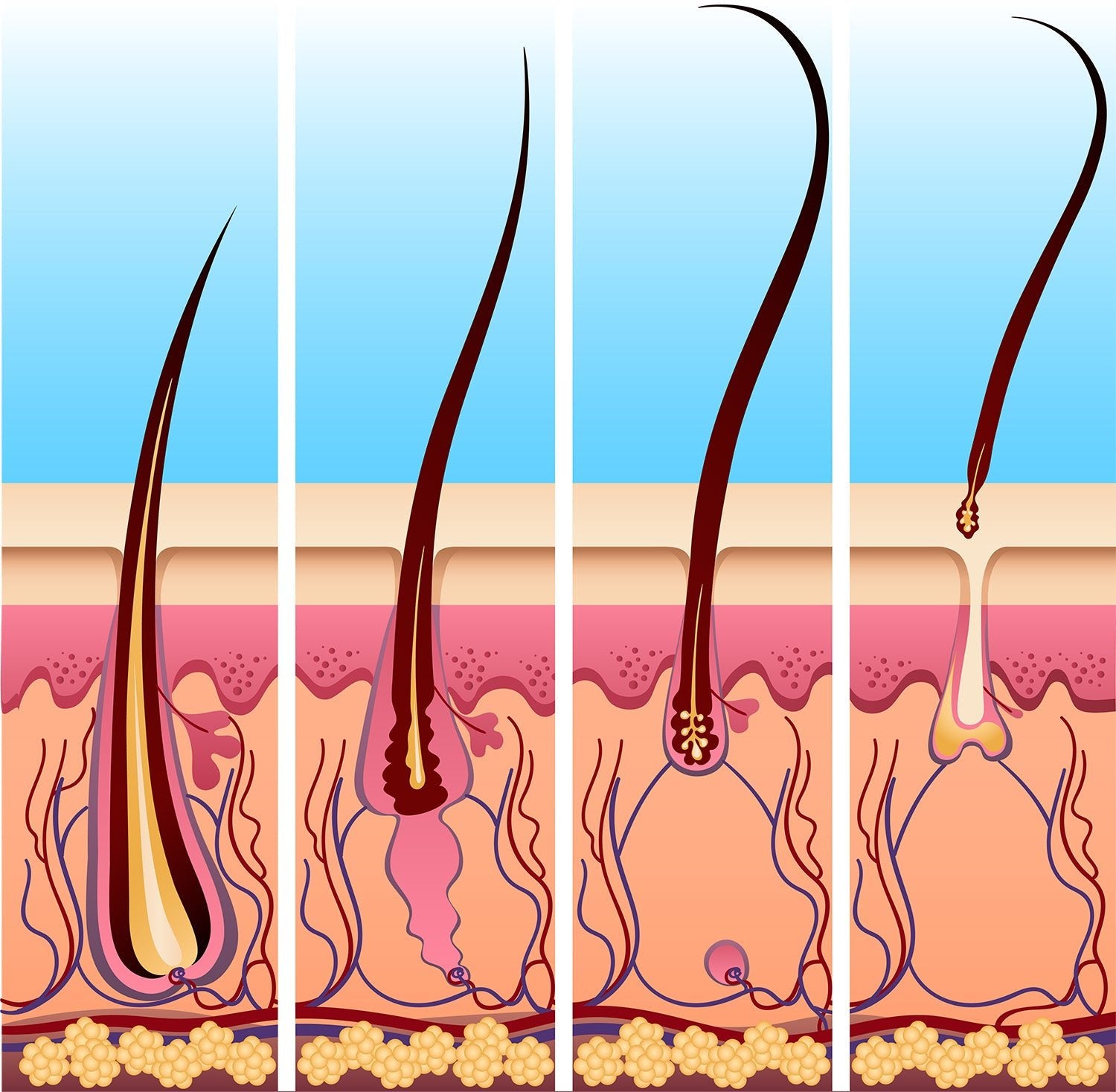 The Hair Cycle