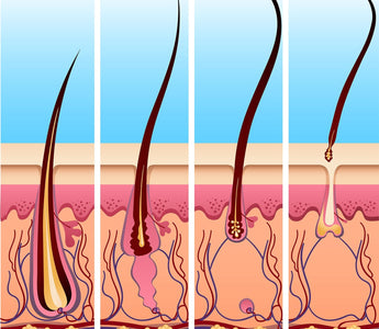 The Hair Cycle