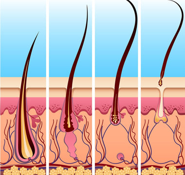 The Hair Cycle